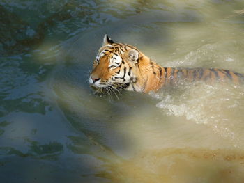 Cat in a lake