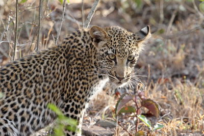 Leopard in forest