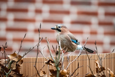 Jaybird perching on a fence