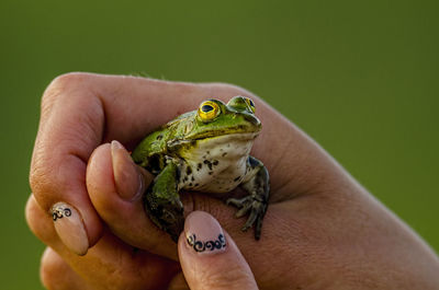 Close-up of hand holding green frog