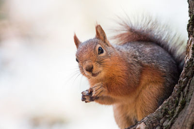 Close-up of squirrel eating food