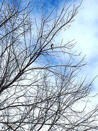 Low angle view of bare trees against blue sky