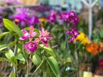 Close-up of pink flowers blooming outdoors