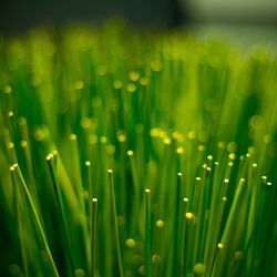 Full frame shot of illuminated trees on field