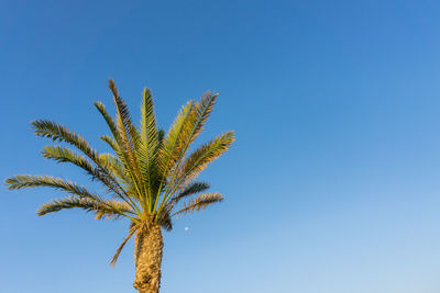 Close-up of palm tree against clear blue sky