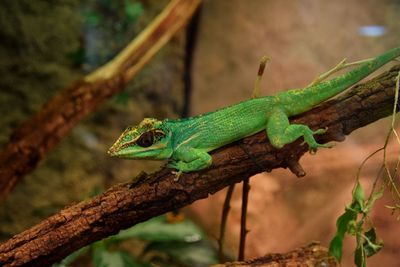 Close-up of lizard on tree