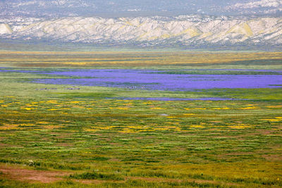 Abstract image of trees on landscape against sky