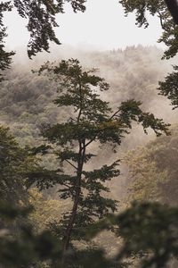 Low angle view of trees in forest