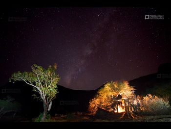 Illuminated trees against sky at night