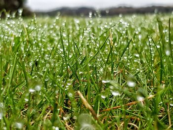 Close-up of wet grass on field