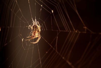 Close-up of spider on web