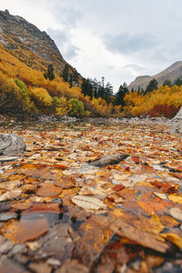 Surface level of autumn leaves in lake against sky