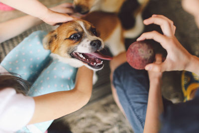 Low section of friends with playful dogs