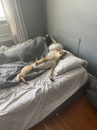 Dog sleeping on bed at home