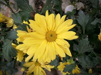 Close-up of yellow flowers blooming outdoors