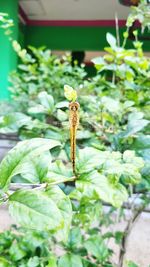 Close-up of insect on plant