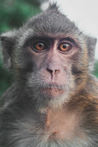 Close-up portrait of a monkey