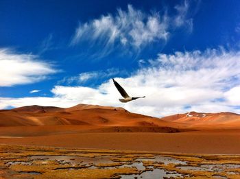 Bird flying over desert against sky