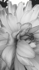 Full frame shot of flower