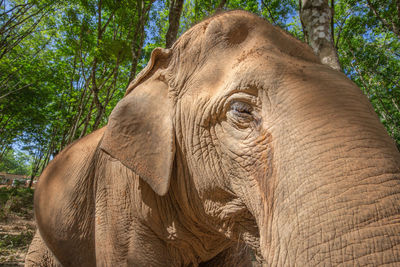 Close-up of elephant in forest