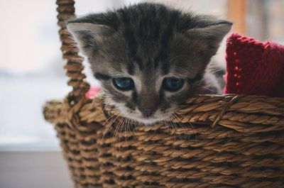 Portrait of cat in basket