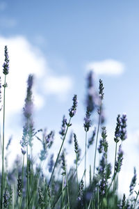 Close-up of flowers growing in field against sky