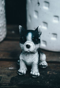 Portrait of chihuahua on floor at home