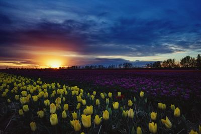 Scenic view of grassy field against cloudy sky during sunset