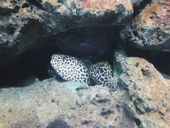 View of fish swimming in sea