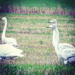 Swan on field