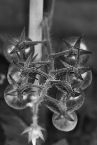 Close-up of plant against blurred background