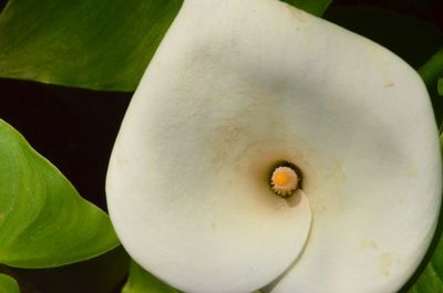 Close-up of white flowers