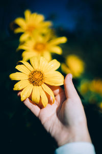 Close-up of hand holding yellow flower