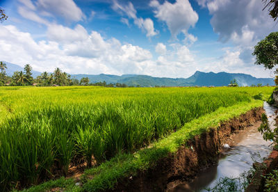 Scenic view of agricultural field against sky