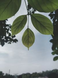 Low angle view of leaves against sky