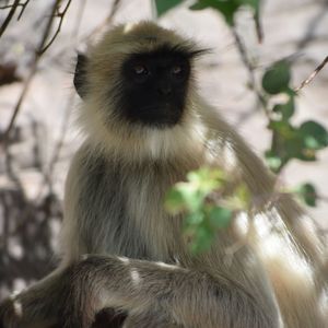 Close-up of monkey on tree