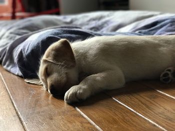 Close-up of puppy sleeping on floorboard at home