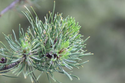 Close-up of pine tree