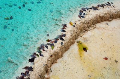 Close-up of starfish on beach