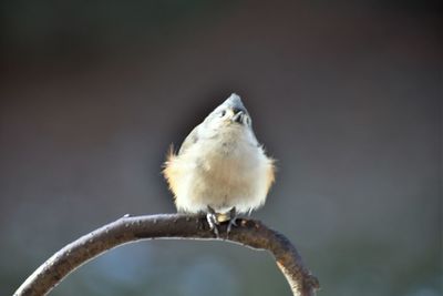 Close-up of bird