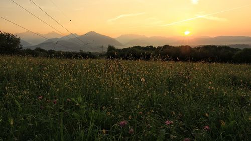 Scenic view of field against sky during sunset