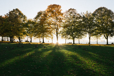 Trees on field against clear sky