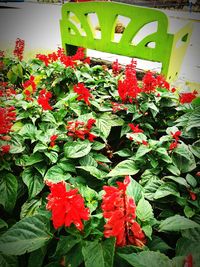 Close-up of red flowers