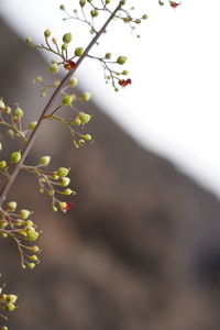 Close-up of flowering plant against blurred background