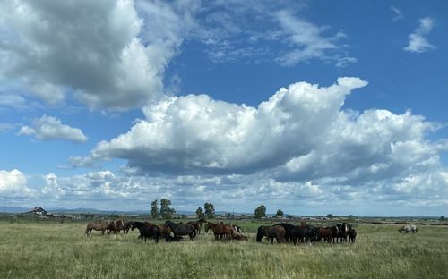 Panoramic view of sheep on field against sky