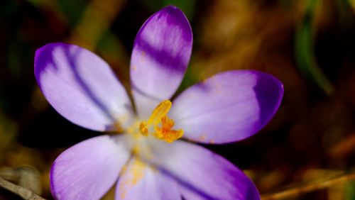 Close-up of purple flower