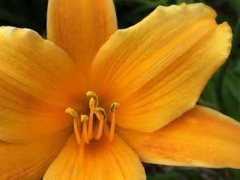 Close-up of yellow flower