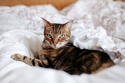 Portrait of a cat resting on bed