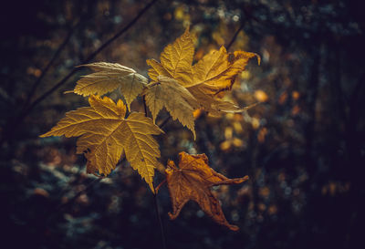 Close-up of maple leaves during autumn