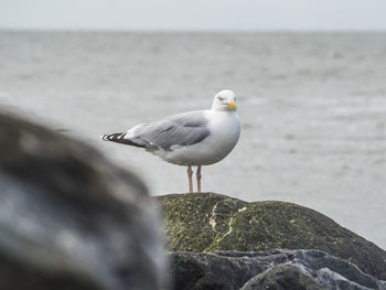 Seagull perching on rock